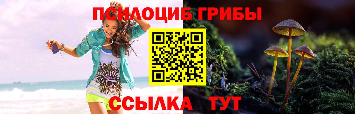 Псилоцибиновые грибы Psilocybe Рославль